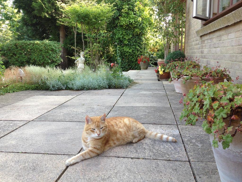 Cherrybrook Glastonbury Luaran gambar